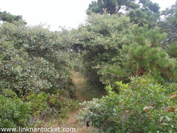 20 Ticcoma Way Nantucket Image