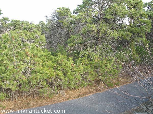 18 Rugged Road Nantucket Image